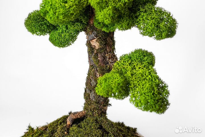 Бонсай сосна