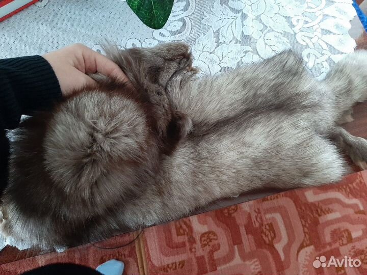 Шкура песца