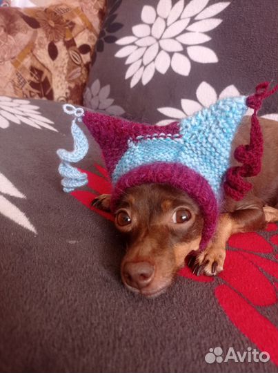 Одежда для собак мелких пород