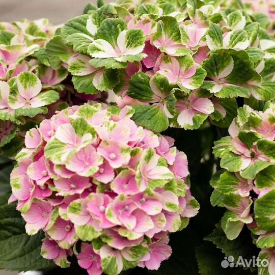 Гортензия крупнолистная