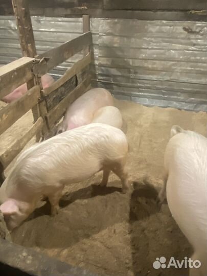 Мясо свинина домашняя