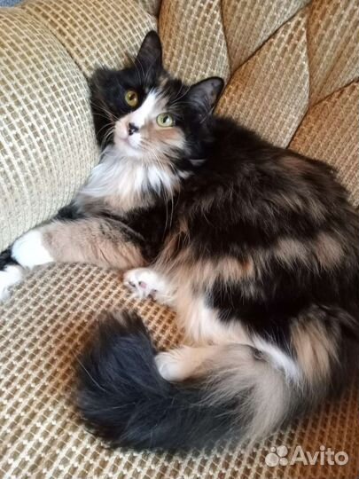 Трёхцветная кошечка ищет новый дом