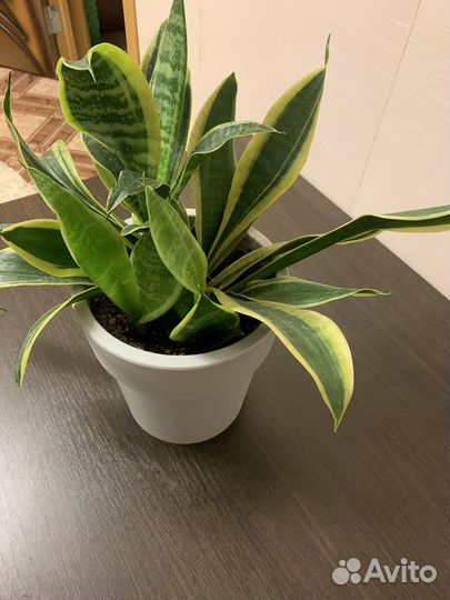 Сансевиерия