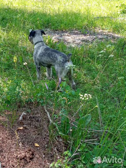 Вязка миттельшнауцер