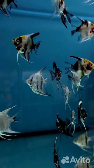 Аквариумные рыбки
