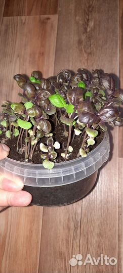 Базилик рассада для теплиц