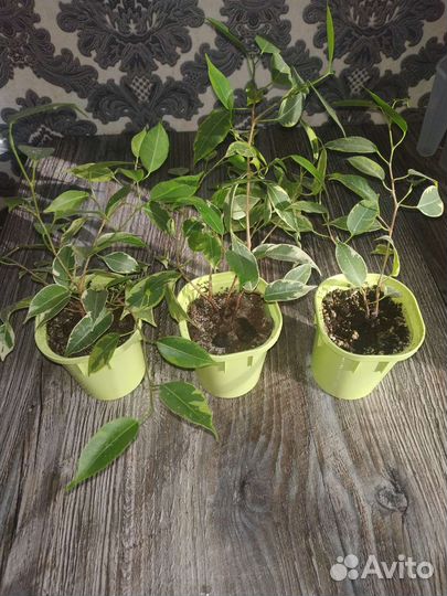 Фикусы Бенджамина разные виды