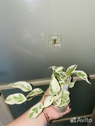 Комнатные цветы