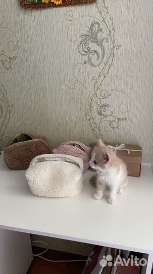Котенок