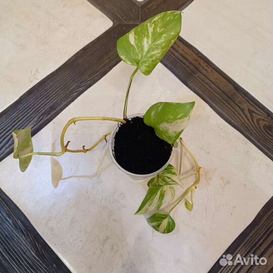 Эпипремнум золотистый