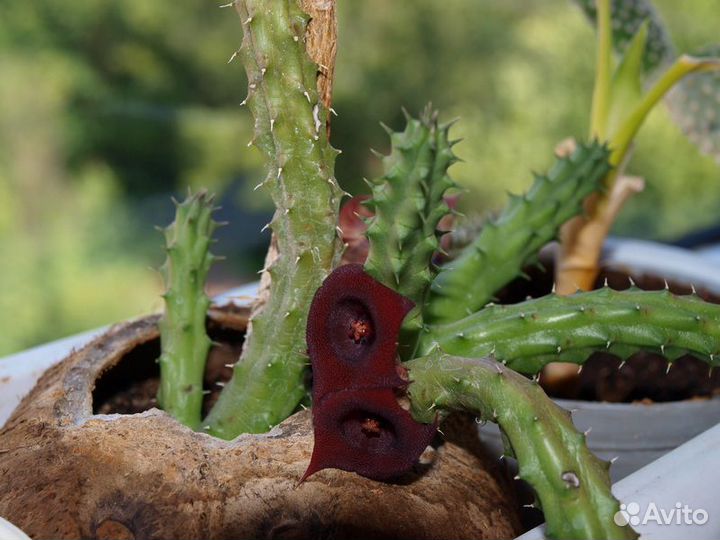 Кактусы, суккуленты