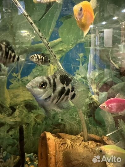 Голубой сапфировый попугай (панда) подростки