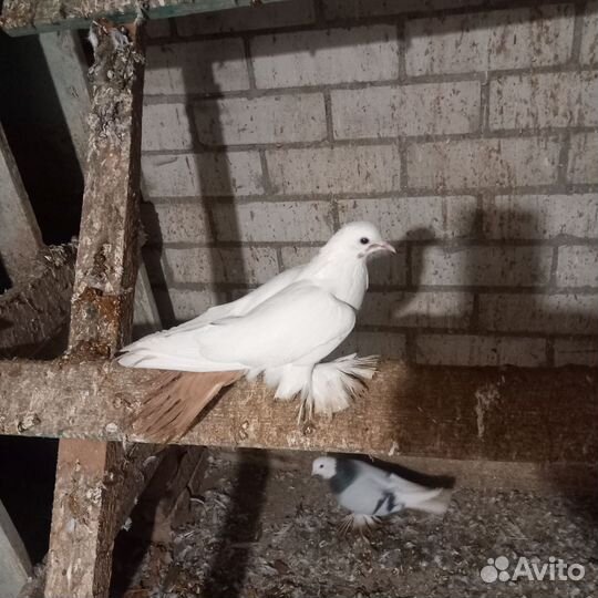 Голубь белый