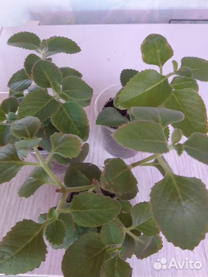 Комнатные цветы