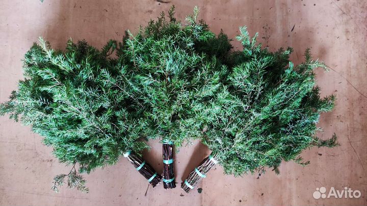 Веники для парения в бане