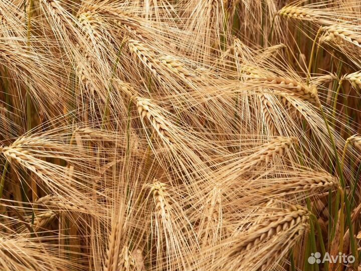 Ячмень яровой