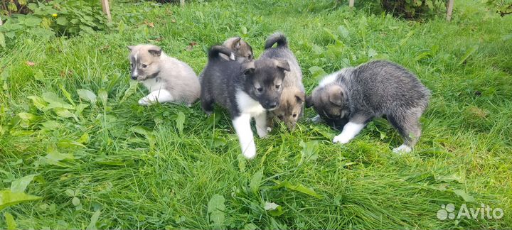 Щенки западно-сибирской лайки