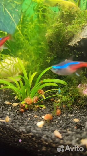 Улитки аквариумные. Малыши