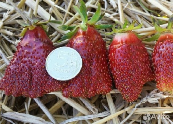 Рассада земклубники купчиха. сентябрь предзаказ