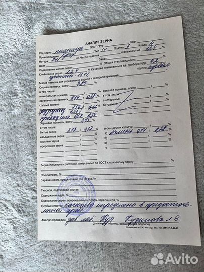 Зерно пшеница 4 класс