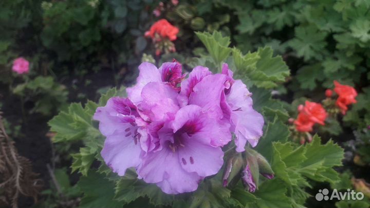 Герань,пеларгония королевская