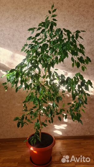 Фикус Бенджамина - разновидность Экзотика