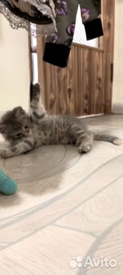 Котëнок который приносит радость