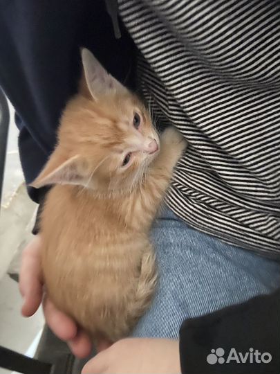 Котенок, мальчик