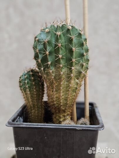Кактус эхинопсис