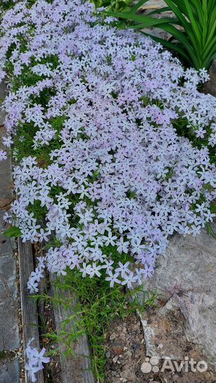 Саженцы флокс шиловидный