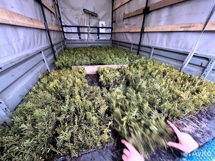 Туя оптом с доставкой