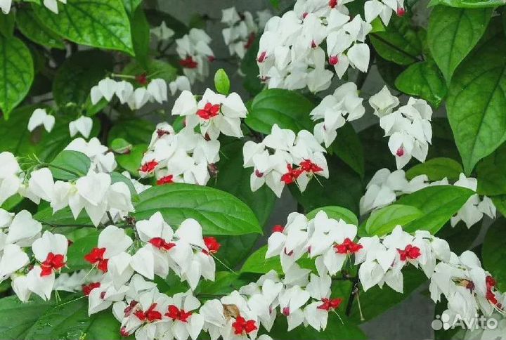 Клеродендрум Томпсон