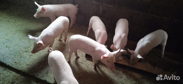 Поросенок ландрас