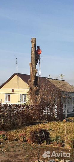 Спил и обрезка деревьев
