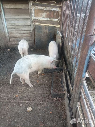 Свиньи на доращивания