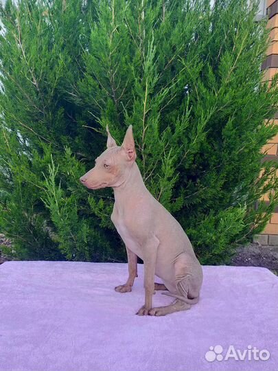 Щенки Американский голый терьер