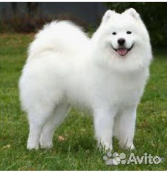 Собачья шерсть, отборный пух.Кардочес