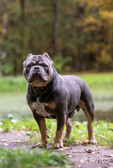 Американский булли покет вязка