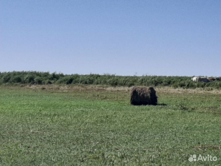 Сено в рулонах