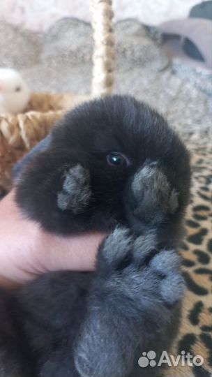 Декоративные кролики вислоухие мини