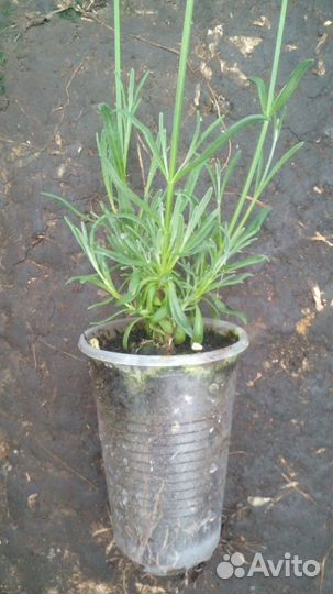 Лавандин саженцы