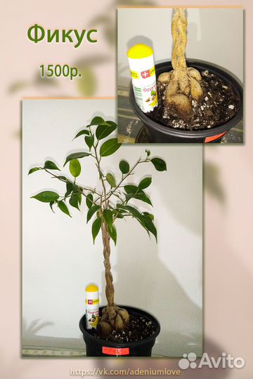 Фикус бенджамина плетеный