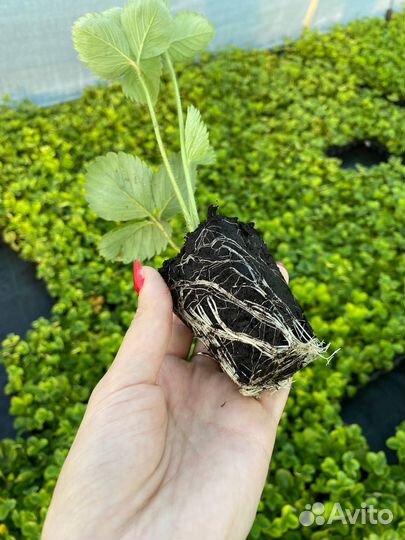 Саженцы земляники садовой