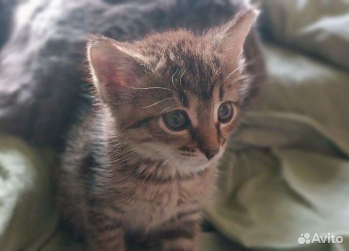 Котенок мальчик (около двух месяцев) в добрые руки