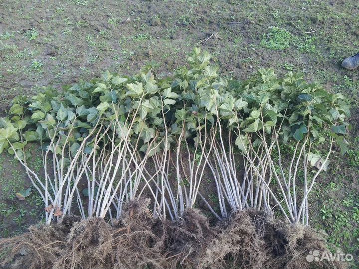 Малина,ежевика,смородина