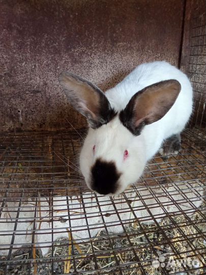 Калифорнийские кролики