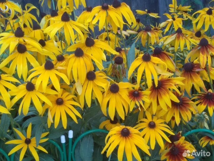 Флоксы рудбекия хоста