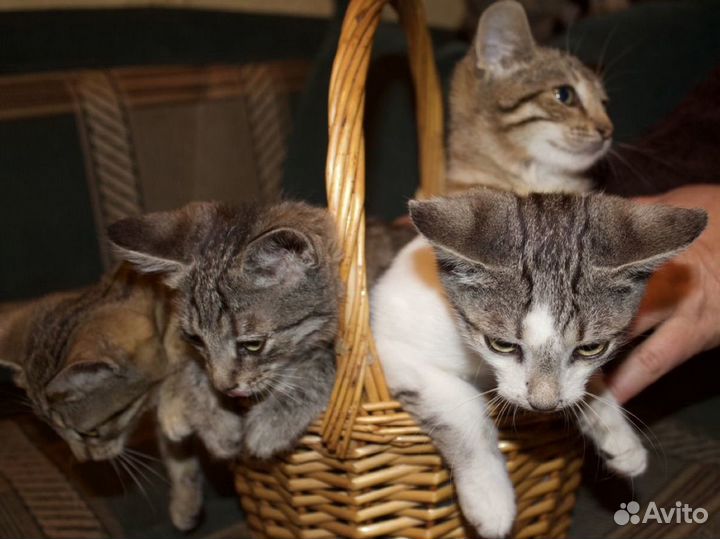 Котята бесплатно
