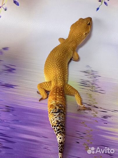 Эублефар самка Blood (Блад) гет та