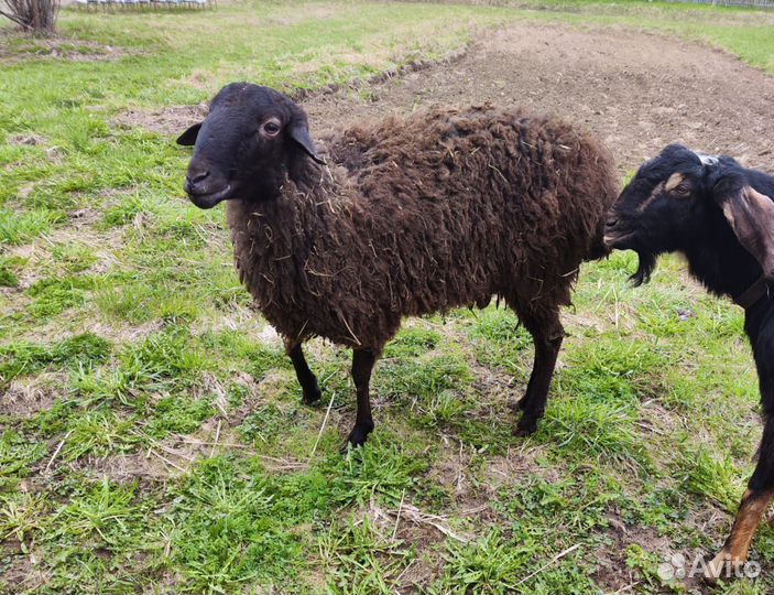 Баран и овца
